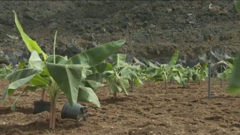 La Palma recupera terreno agrícola en la zona hasta ahora ocupada por la lava