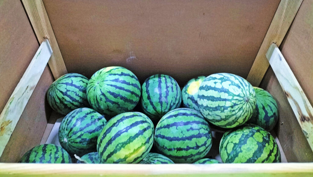 sandías importadas ilegalmente a Tenerife desde Costa Rica