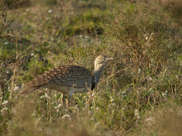 Transición Ecológica trabaja para la restauración de hábitats para aves esteparias en Fuerteventura