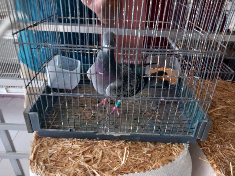 La Policía Canaria detecta la venta ilegal de 32 palomas en Gáldar