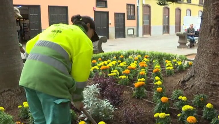 Denuncian el robo de flores en La Laguna, Tenerife