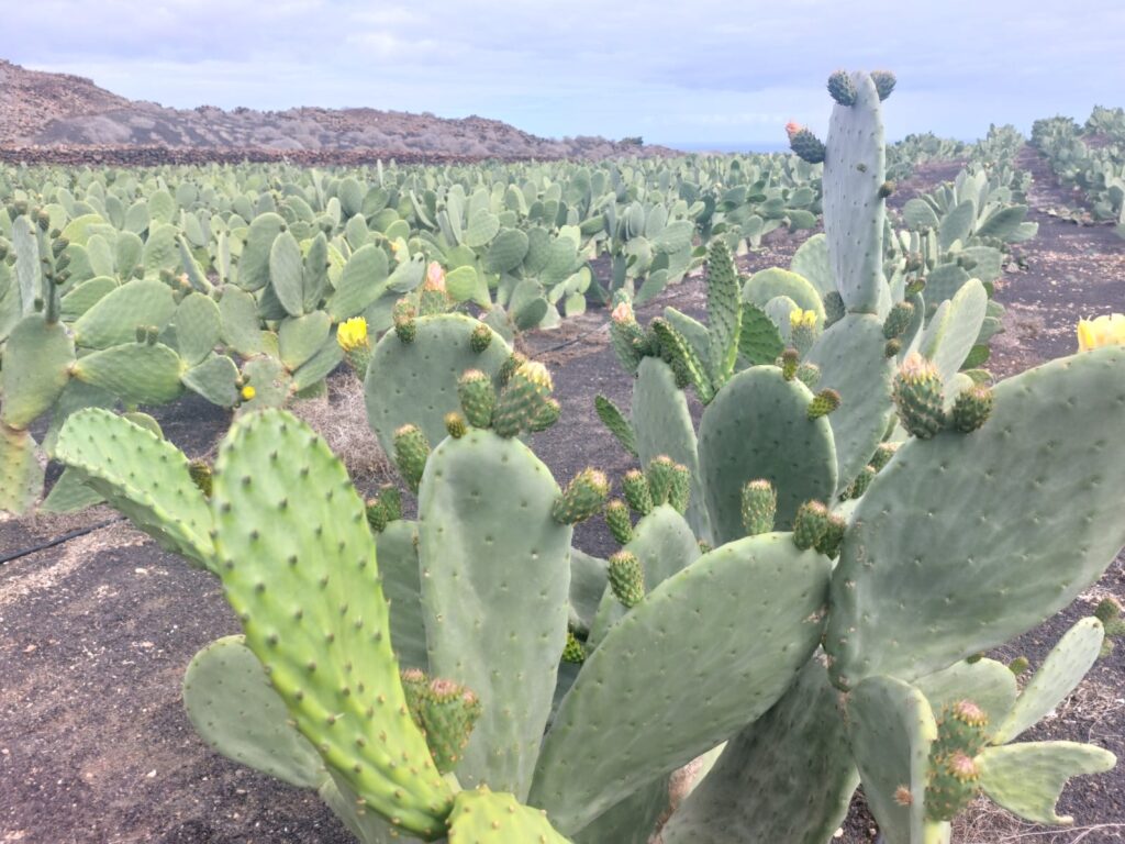 El cultivo de la tunera se reinventa