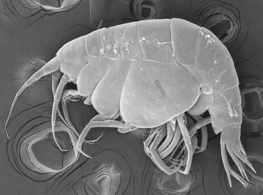 Descubren una nueva especie de anfípodo en Canarias