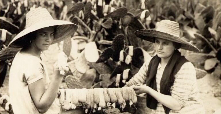 La cochinilla canaria, oro rojo