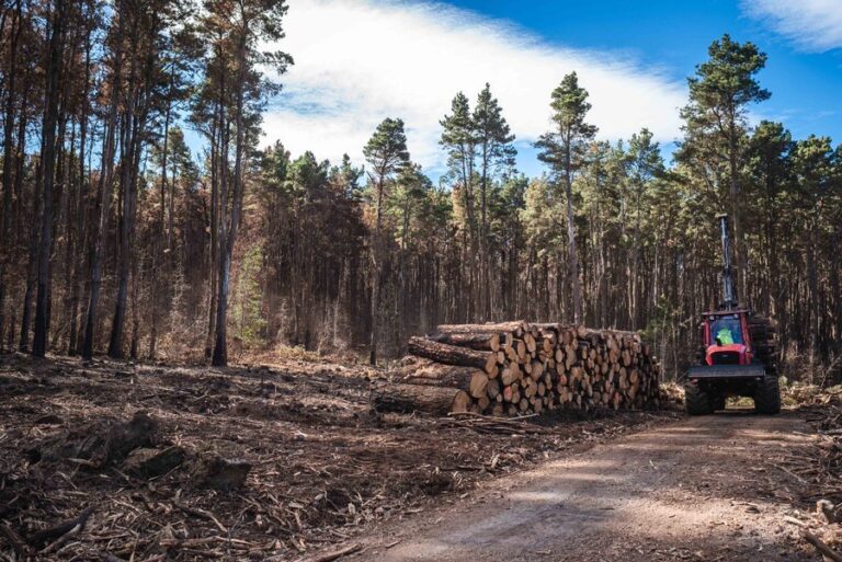 Cabras y ovejas «bombero» para prevenir incendios en Tenerife