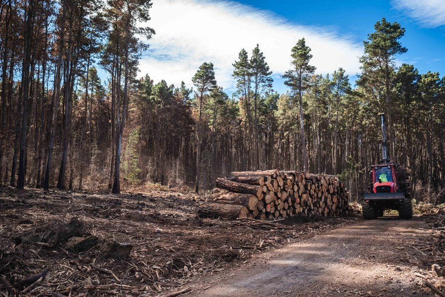 Montes de Tenerife. La campaña contraincendios se amplía en un mes. Imagen de recurso Cabildo de Tenerife