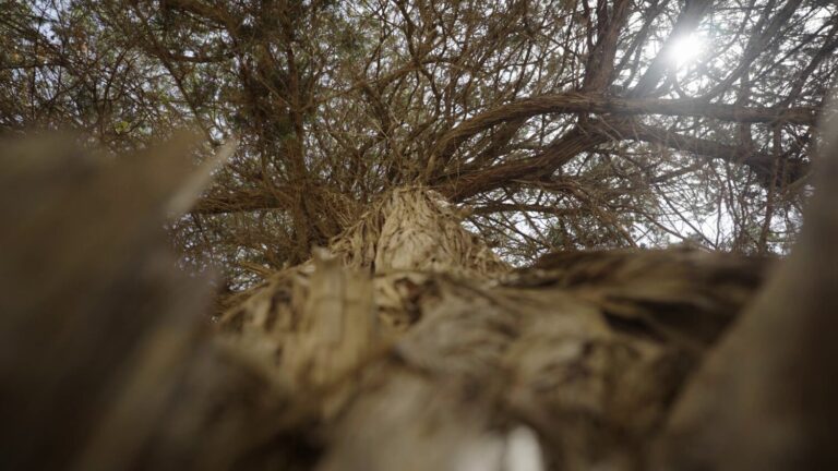 Las Sabinas, símbolo de El Hierro, afectadas por la sequía