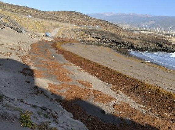 Sargazo en Arico. Imagen Ayuntamiento de Arico