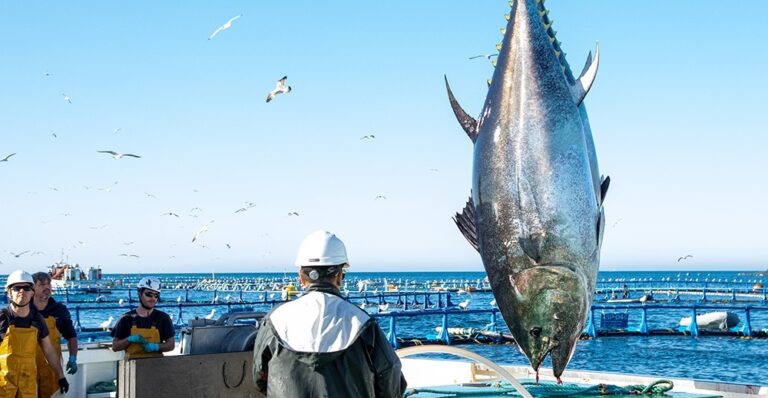 El 20 de enero se abre la campaña del atún rojo