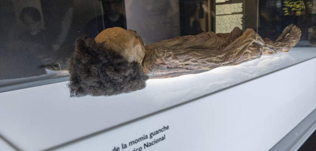 Tamaimos exige que la momia de Erques no sea expuesta a su vuelta a Canarias. Réplica de la momia de Erques que se exhibe en el MUNA. CABILDO DE TENERIFE (ARCHIVO)