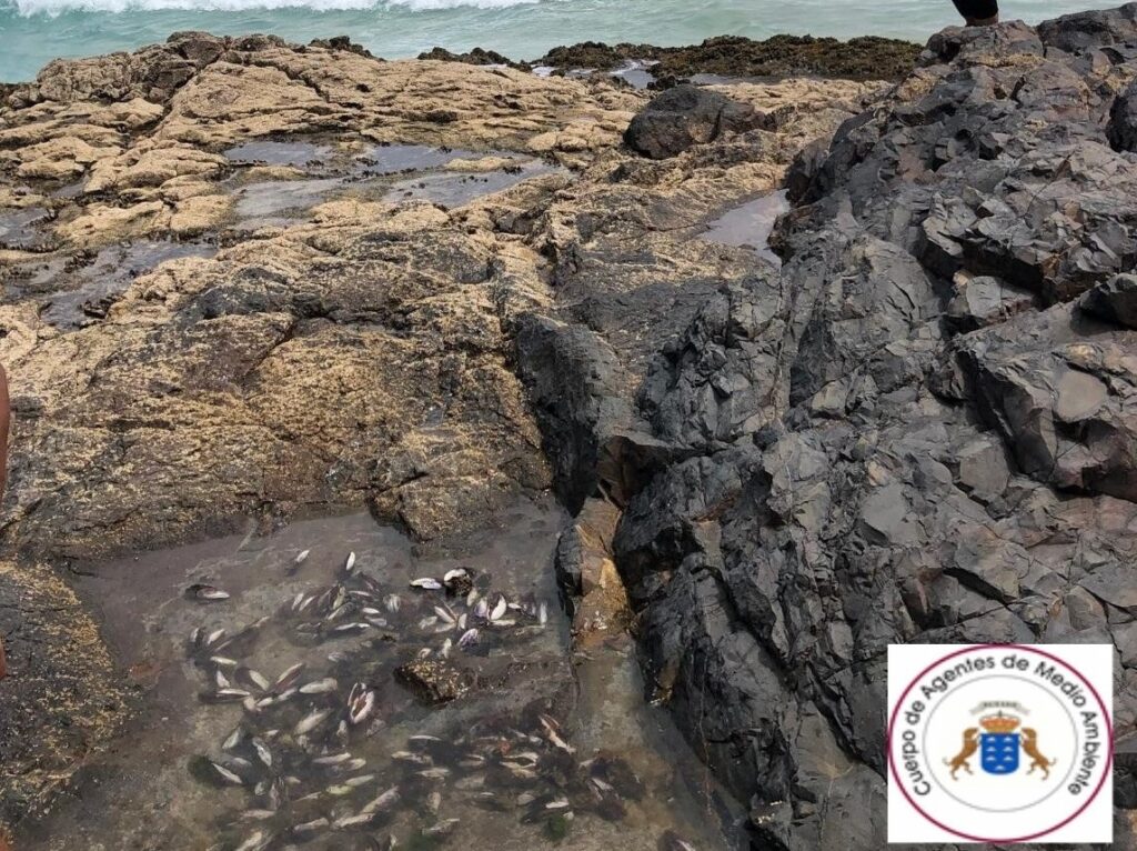 Interceptados tres pescadores furtivos con 30 kilos de mejillones en Fuerteventura