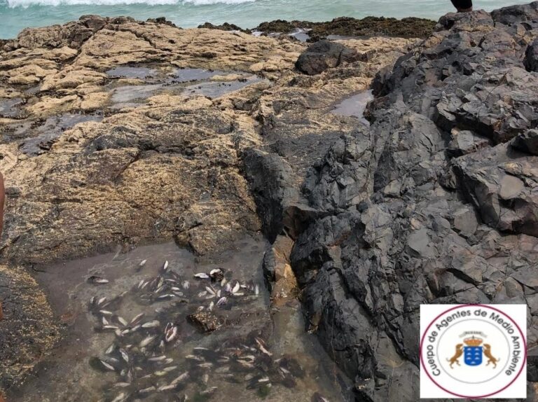 Interceptados tres pescadores furtivos con 30 kilos de mejillones en Fuerteventura