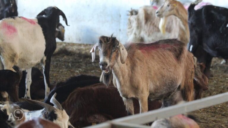 Teguise celebra su Tercera Feria Agrícola y Pesquera