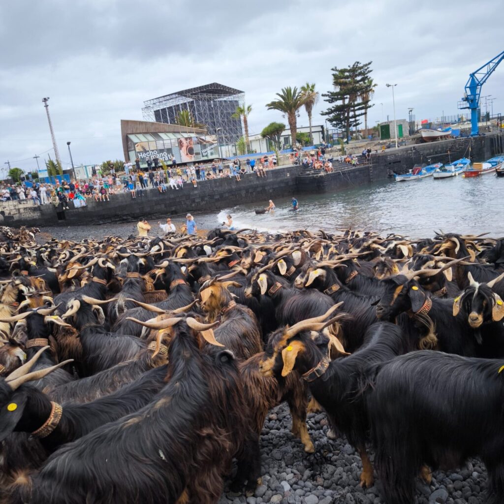 El ritual guanche del baño de cabras en el Puerto de la Cruz se realiza cada año en el Muelle Pesquero por San Juan / Archivo