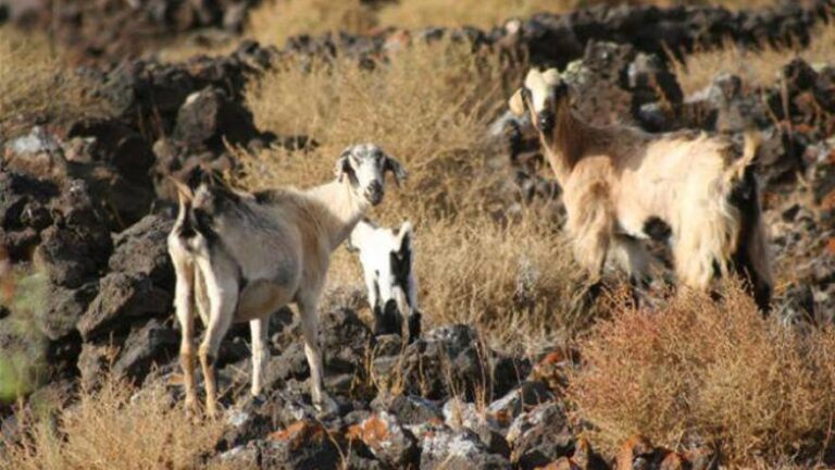 Ganaderos y pastores herreños denuncian la situación de animales sueltos y descontrolados en la zona de La Dehesa