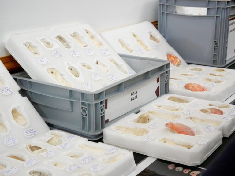 Encuentran más de doscientos colgantes de conchas con casi mil años de antigüedad en La Palma