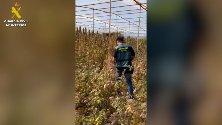 Localizan más de 900 plantas de marihuana en Tenerife