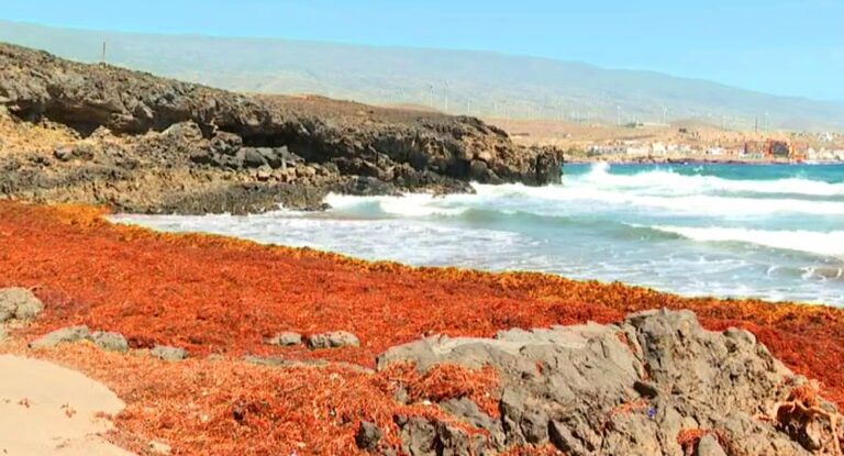 Se recogen 250 kilos de sargazos en la playa herreña de Arenas Blancas