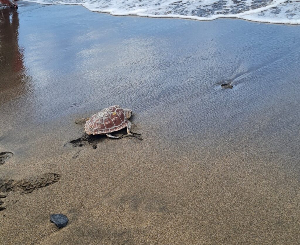 El Cabildo de Fuerteventura ha aprovechado el Día Mundial de las Tortugas Marinas, que se celebra cada 16 de junio, para liberar un ejemplar de tortuga Caretta caretta en la playa de Gran Tarajal
