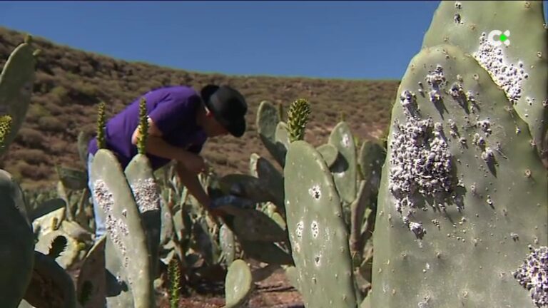 Estudian alternativas para reducir el coste de la alimentación ganadera en el archipiélago