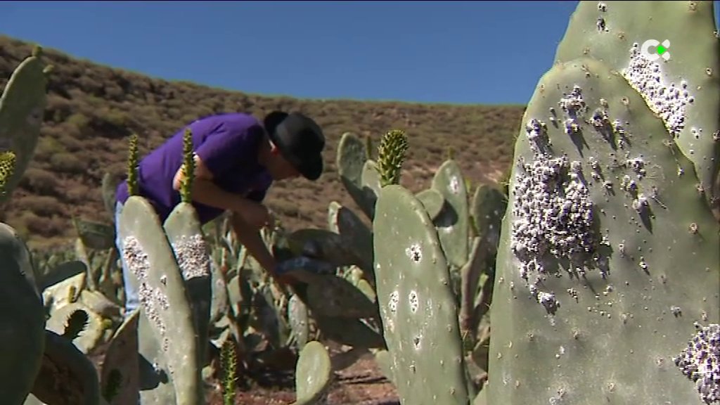 Investigadores tratan de comprobar la viabilidad de la yuca y la cochinilla para reducir los costes de la alimentación ganadera