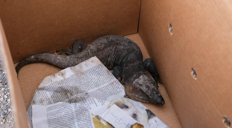 Rescatan 60 lagartos gigantes de Gran Canaria antes de la construcción de 131 viviendas públicas