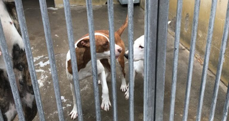 400.000 euros para los animales abandonados en Tenerife