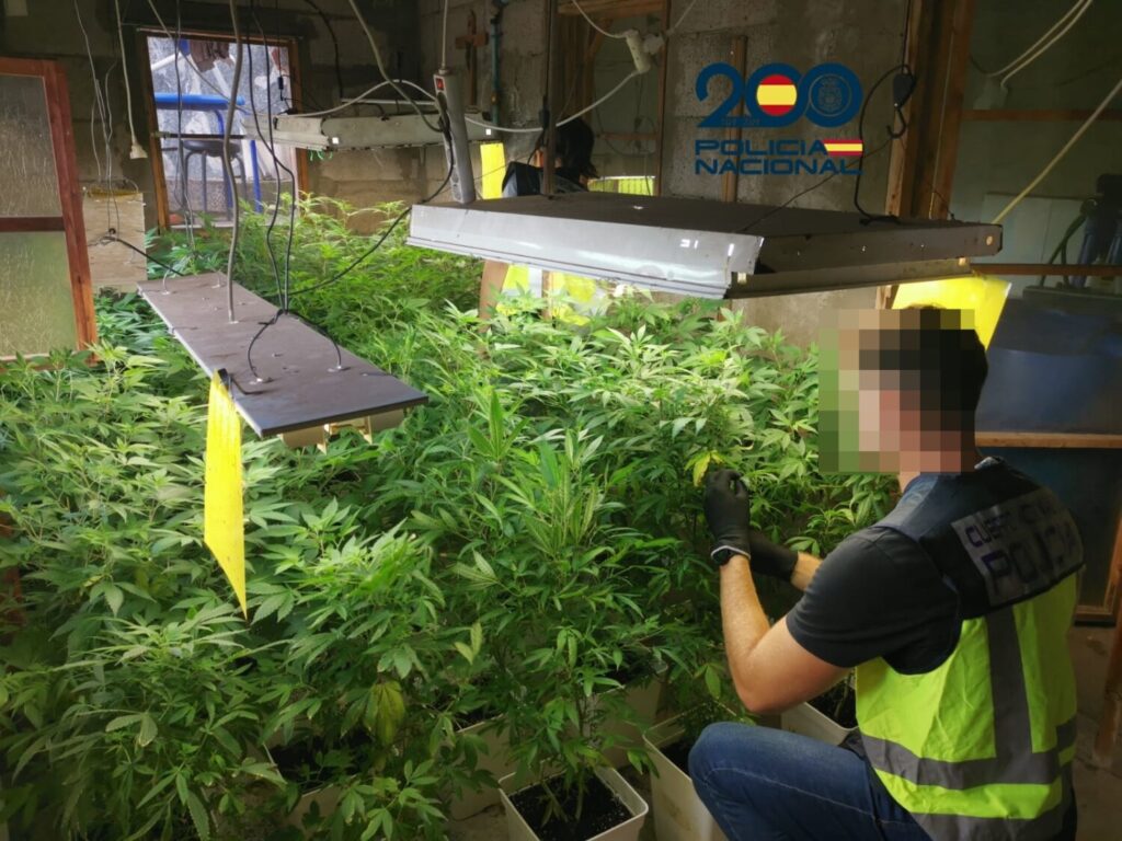 Desarticulada una plantación de marihuana en Telde