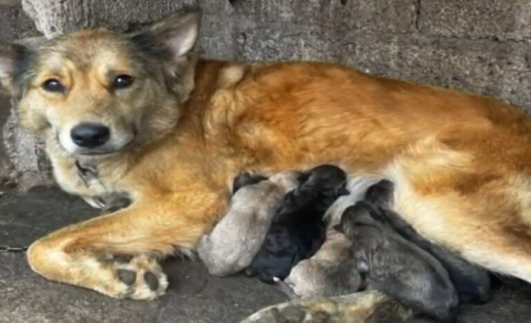 Rescatados una perra y nueve cachorros en mal estado de una finca de La Orotava