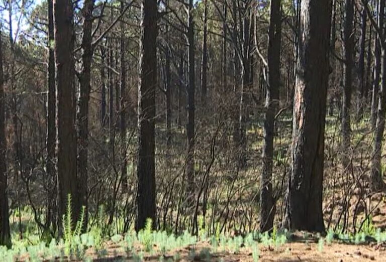 Santa Úrsula ofrece a los vecinos la madera quemada del incendio del año pasado en Tenerife