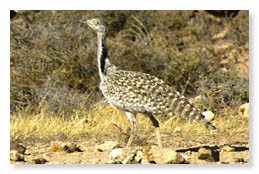 Un estudio detecta que el turismo masivo aumenta la mortalidad de la hubara canaria