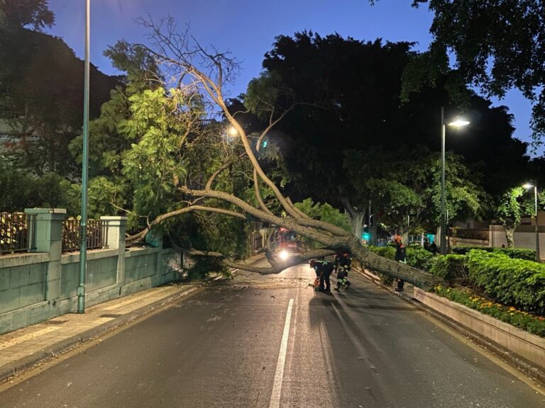 Cae un árbol de grandes dimensiones en la rambla de Santa Cruz de Tenerife