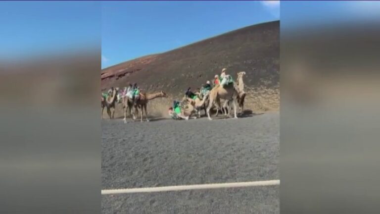 Polémica en las redes sociales por la caída de un camello en Lanzarote