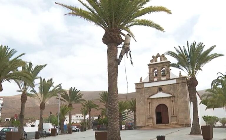 La Vega de Río Palmas en Fuerteventura se prepara para las fiestas de la Virgen de La Peña