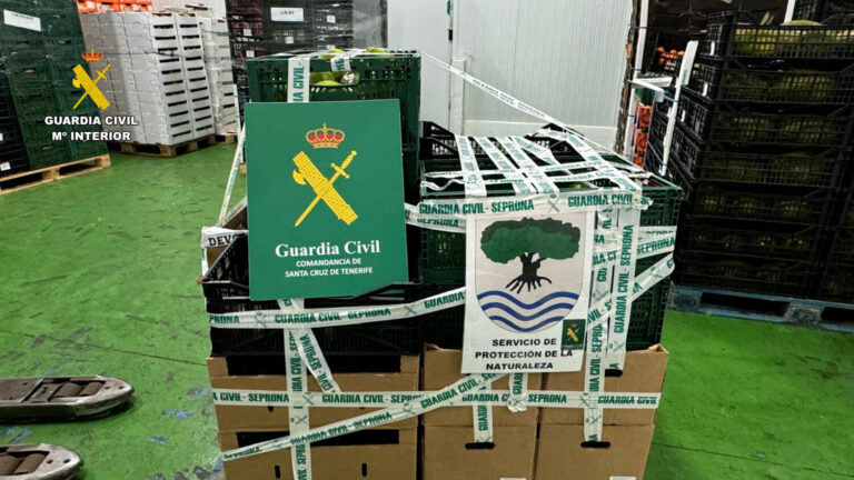 Intervienen 270 kilos de aguacates comercializados ilegalmente en Tenerife