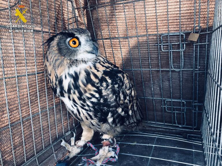 Incautan dos búhos en Lanzarote a una mujer que los paseaba por las calles