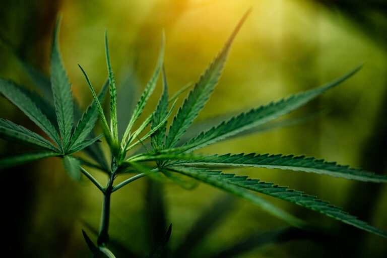 Sanidad saca el borrador del decreto de uso de cannabis terapéutico y ultima el del tabaco
