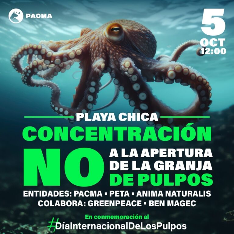 Animalistas y ecologistas exigen la paralización de una granja de pulpos en Gran Canaria