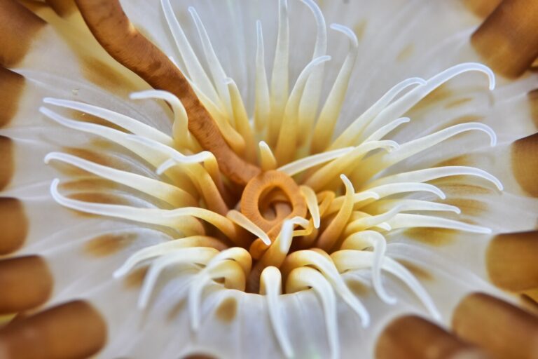 Arranca la 16 edición de Fotosub Las Palmas de Gran Canaria