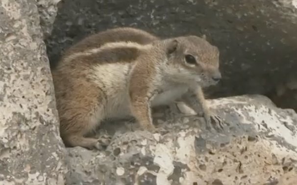 El peligro de las ardillas de Fuerteventura, una especie invasora