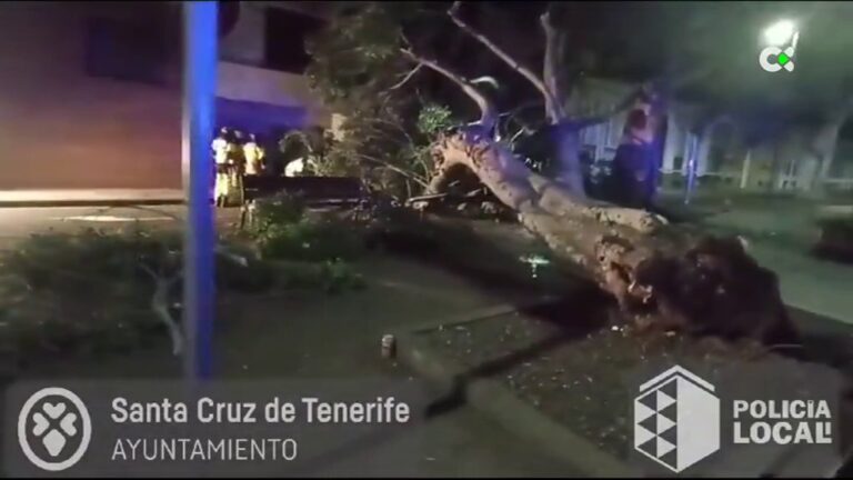 Se reanuda la circulación en Santa Cruz Tenerife después de la caída de un árbol
