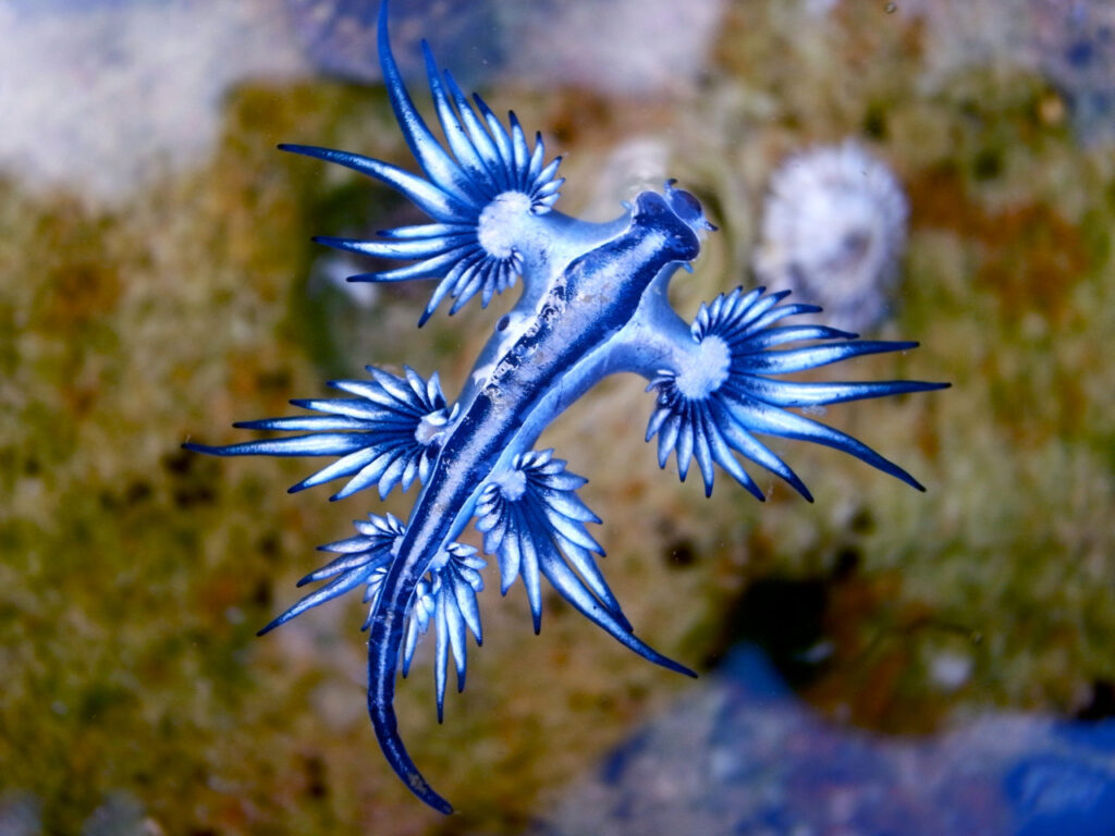 Socorristas de la Playa de Famara hallan ejemplares del dragón azul, una especie venenosa, en la Playa de Famara, Teguise