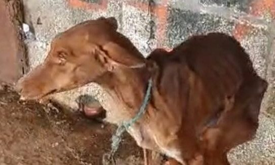 Detenido por maltrato animal en Santa Cruz de Tenerife