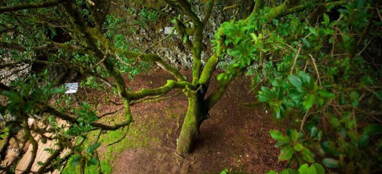 La religión de los bimbaches, en ‘Episodios Insulares’