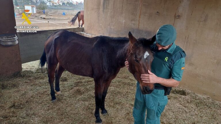 Rescatan a dos caballos que se encontraban abandonados