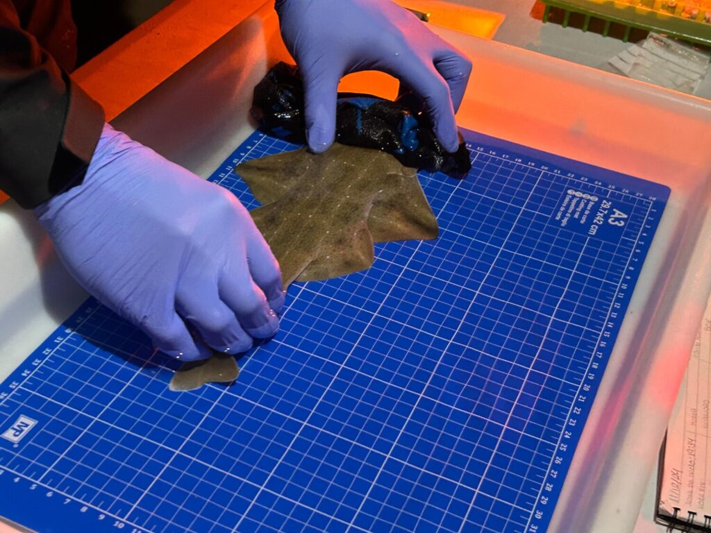 Tres angelotes mueren atrapados en un trasmallo en Punta Mujeres, Lanzarote. Imagen de archivo.