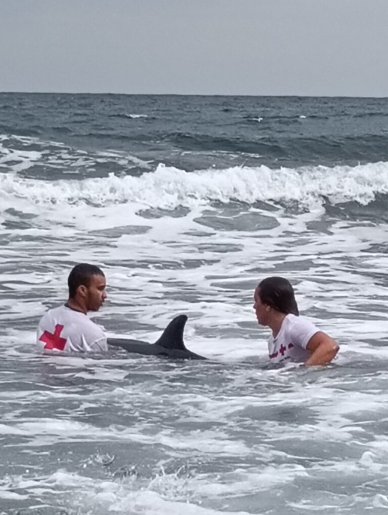 Muere un delfín en la Playa de La Laja en Gran Canaria
