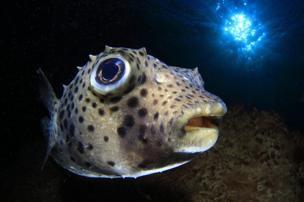 Juan Ramón Marcelino gana el Open Fotosub Online isla de El Hierro. Fotografía “El cabezón de La Restinga bajo el sol de la tarde” de Arturo Telle Thiemann/ Cabildo de El Hierro