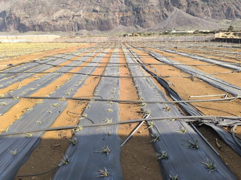 Los efectos de Dorothea afectan gravemente las plantaciones de El Hierro