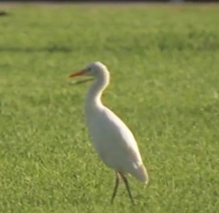 La Garcilla bueyera se asienta en Tamaraceite